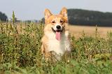 CORGI PEMBROKE 293